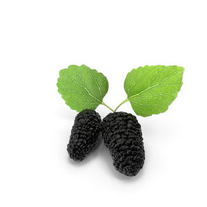 Mulberry