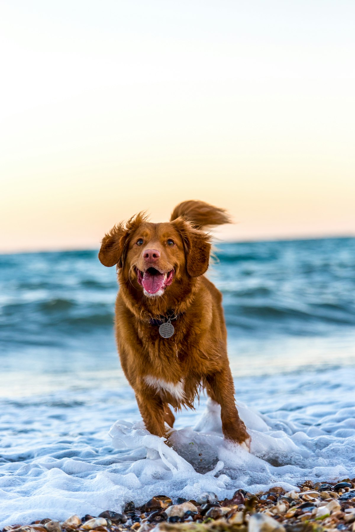 Dog Raincoat, Yellow