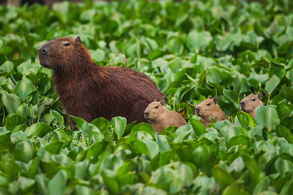 Plush Capybara, XL